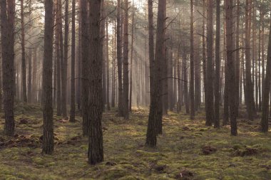 Uzun çam ormanı. Sisli bir sonbahar sabahı. Güneş ışınlarıyla aydınlanan sis ağaçların arasından yükseliyor..