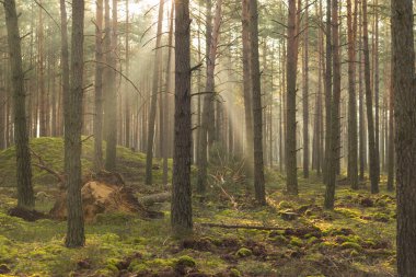 Uzun çam ormanı. Sisli bir sonbahar sabahı. Güneş ışınlarıyla aydınlanan sis ağaçların arasından yükseliyor..