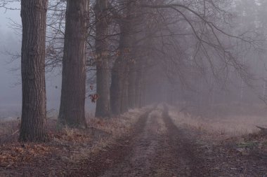 Bir sıra uzun meşe ağacı boyunca bir orman yolu. Sonbahar sabahı erken. Ağaçların arasında sis yükseliyor. Bir alacakaranlık var, kasvetli bir hava veriyor..