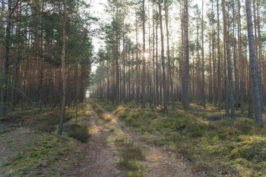 Uzun çam ormanı. Sisli bir sonbahar sabahı. Güneş ışınlarıyla aydınlanan sis ağaçların arasından yükseliyor..