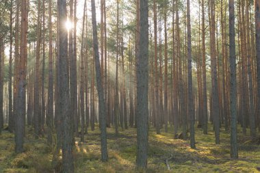 Uzun çam ormanı. Sisli bir sonbahar sabahı. Güneş ışınlarıyla aydınlanan sis ağaçların arasından yükseliyor..