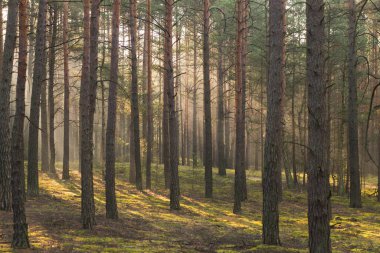 Uzun çam ormanı. Sisli bir sonbahar sabahı. Güneş ışınlarıyla aydınlanan sis ağaçların arasından yükseliyor..