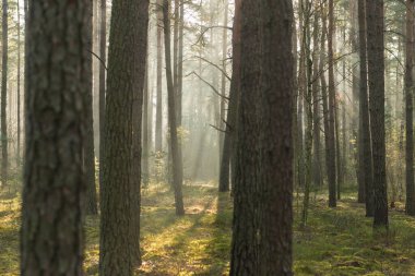 Uzun çam ormanı. Sisli bir sonbahar sabahı. Güneş ışınlarıyla aydınlanan sis ağaçların arasından yükseliyor..