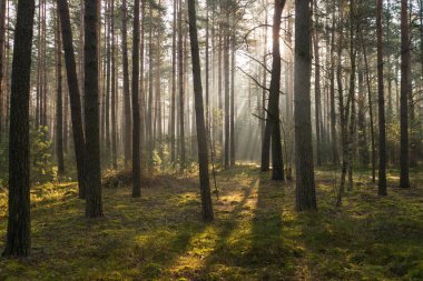 Uzun çam ormanı. Sisli bir sonbahar sabahı. Güneş ışınlarıyla aydınlanan sis ağaçların arasından yükseliyor..