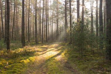 Uzun çam ormanı. Sisli bir sonbahar sabahı. Güneş ışınlarıyla aydınlanan sis ağaçların arasından yükseliyor..