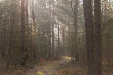 Uzun çam ormanı. Sisli bir sonbahar sabahı. Güneş ışınlarıyla aydınlanan sis ağaçların arasından yükseliyor..
