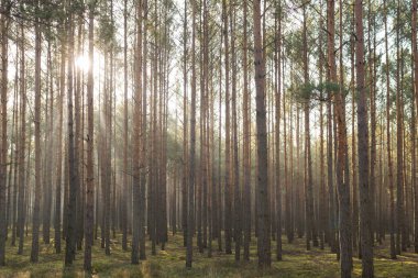 Uzun çam ormanı. Sisli bir sonbahar sabahı. Güneş ışınlarıyla aydınlanan sis ağaçların arasından yükseliyor..