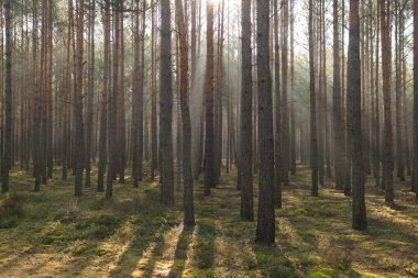 Uzun çam ormanı. Sisli bir sonbahar sabahı. Güneş ışınlarıyla aydınlanan sis ağaçların arasından yükseliyor..