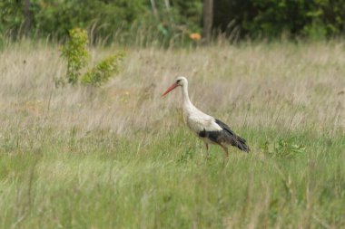 Bir leylek doğal ortamında, çayırda yürüyor..
