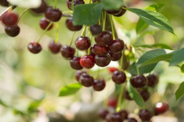Bahçede bir yaz. Bitki örtüsü altında olgun kirazlar..
