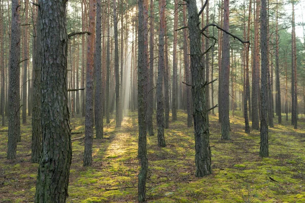 Tall Pine Forest Misty Autumn Morning Fog Lit Sun Rays — Stock Photo, Image