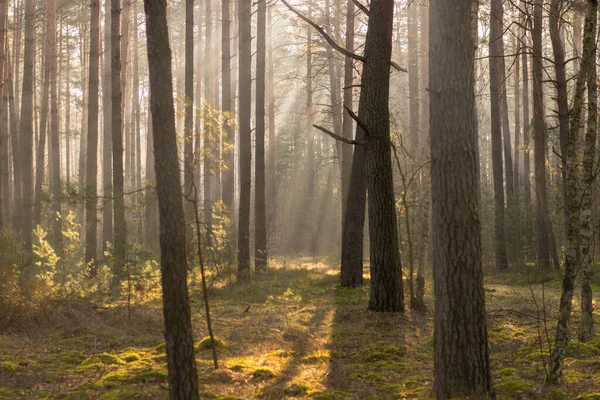 Vysoký Borový Les Zamlžené Podzimní Ráno Mezi Stromy Zvedá Mlha — Stock fotografie