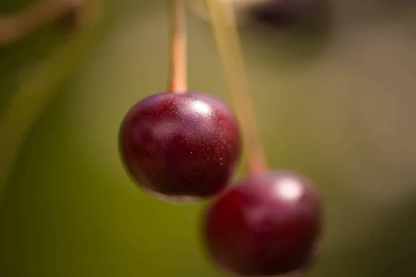 Summer Orchard Ripe Cherries Tree Vegetation — Stock Photo, Image