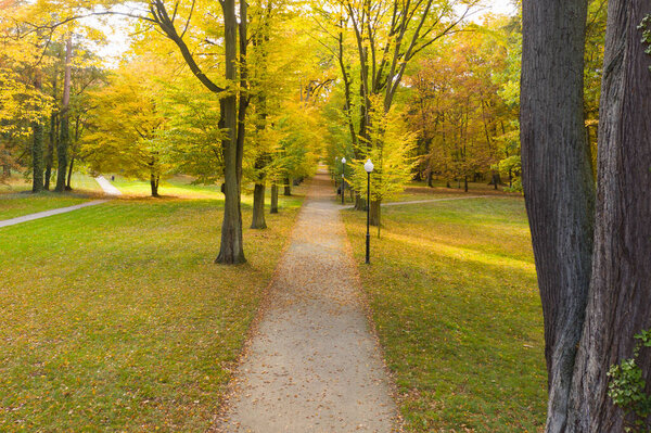 Park alley in autumn. It's a sunny day, the trees have yellow leaves.