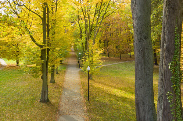 Park alley in autumn. It's a sunny day, the trees have yellow leaves.