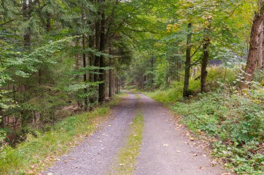 Karkonosze, Polonya 'daki dağlar. Yamaçta asfaltsız yol, yürüyüş yolu. Yolun her iki tarafında da karışık bir ladin yaprağı ormanı yetişiyor..