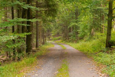 Karkonosze, Polonya 'daki dağlar. Yamaçta asfaltsız yol, yürüyüş yolu. Yolun her iki tarafında da karışık bir ladin yaprağı ormanı yetişiyor..
