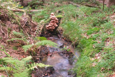 Kayalık zeminde akan küçük bir dağ deresi. Derenin kenarında kokuşmuş, yosunlu bir gövde uzanıyor. Bal mantarı türünün mantarlarıyla kaplı..