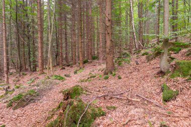 Polonya 'daki Karkonosze Dağları. Dağın yamacı yüksek ladin ormanlarıyla kaplıdır. Kahverengi bir çam iğnesi tabakası zemini kaplıyor. Çam iğnelerinin altındaki yosunlarla kaplı kayalar..