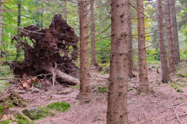 Polonya 'daki Karkonosze Dağları. Dağın yamacı yüksek ladin ormanlarıyla kaplıdır. Kahverengi bir çam iğnesi tabakası zemini kaplıyor. Çam iğnelerinin altındaki yosunlarla kaplı kayalar..