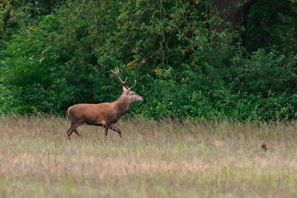 Une Clairière Couverte Herbe Jaune Moitié Séchée Arrière Des Buissons — Photo