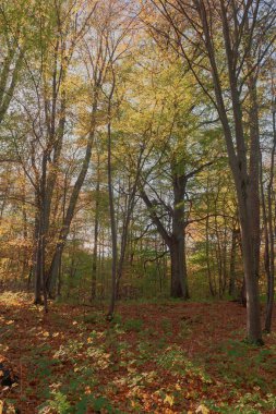 Güneşli bir sonbahar gününde uzun, yaprak döken bir orman. Dallardaki yapraklar arasında, yeşil olanlar arasında sarı ve kahverengi görülebilir. Yer dökülen yapraklarla kaplı..