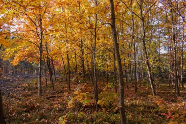 Düşük büyüyen ağaçlardan oluşan küçük bir koruluk. Güneşli bir sonbahar günü. Güneş, ağaç dallarındaki sarı yaprakları aydınlatıyor..