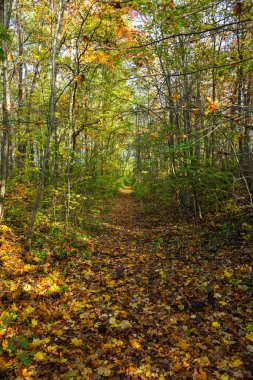 Güneşli bir sonbahar gününde uzun, yaprak döken bir orman. Dallardaki yapraklar arasında, yeşil olanlar arasında sarı ve kahverengi görülebilir. Yer dökülen yapraklarla kaplı..