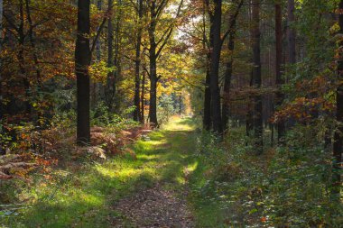 Güneşli bir sonbahar gününde bir çam ormanı. Toprak eğreltiotu ile kaplıdır, yaprakları kahverengi bir halı oluşturur..