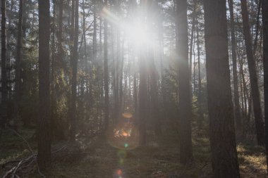 Uzun bir çam ormanında sisli bir sabah. Yükselen güneş, ağaçlar arasında yükselen sisi aydınlatıyor. Resmedilmeye değer izler bırakıyor ve mercek parlıyor..