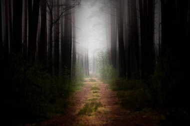 Sisli bir kış sabahı bir çam ormanı. Ağaçların arasında bir sis tabakası asılı..