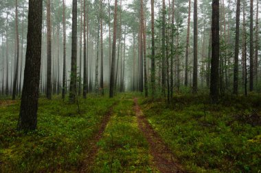 Sisli bir kış sabahı bir çam ormanı. Ağaçların arasında bir sis tabakası asılı..