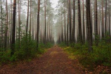 Sisli bir kış sabahı bir çam ormanı. Ağaçların arasında bir sis tabakası asılı..