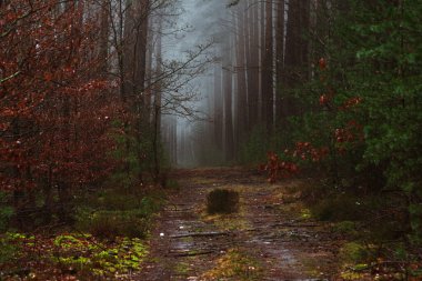 Sisli bir kış sabahı bir çam ormanı. Ağaçların arasında bir sis tabakası asılı..