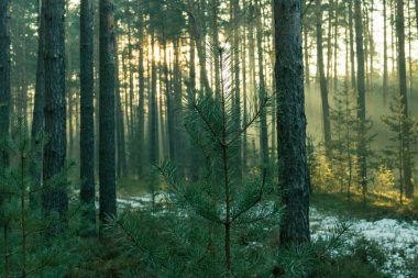 Sisli bir kış sabahı bir çam ormanı. Ağaçların arasında bir sis tabakası asılı..