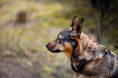 Ormanda dolaşan çoban köpeği gibi. Yere çömelmiş, burnundan soluyor..