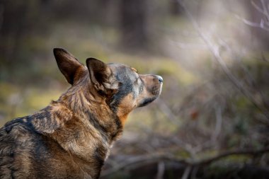 Ormanda dolaşan çoban köpeği gibi. Yere çömelmiş, burnundan soluyor..