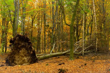 Genç yaprak döken ağaçlar ve çalıların oluşturduğu ormanda bir çalılık. Sonbaharda ağaçlardaki yapraklar sarı ve kahverengidir. Merkezde, büyük, devrilmiş bir ağacın köklerini ve gövdesini görebilirsiniz..