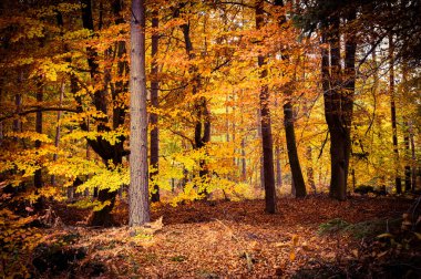 Genç yaprak döken ağaçlar ve çalıların oluşturduğu ormanda bir çalılık. Sonbahardayız ve ağaçlardaki yapraklar sarı ve kahverengi..