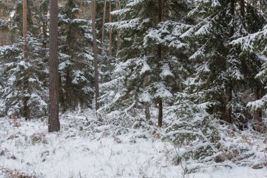 Kışın bir çam ormanı. Zemin ve ağaç tepeleri beyaz bir kar tabakasıyla kaplı..