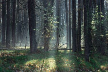Uzun bir ormanda kış günü. Kar kalıntıları yerde yatar. Sis bulutu yerde ve ağaçların arasında asılı duruyor. Sisi aydınlatan güneş ışığı resim çizgileri oluşturur..