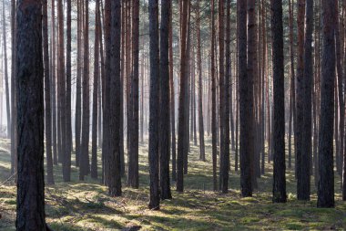 Uzun bir ormanda kış günü. Kar kalıntıları yerde yatar. Sis bulutu yerde ve ağaçların arasında asılı duruyor. Sisi aydınlatan güneş ışığı resim çizgileri oluşturur..