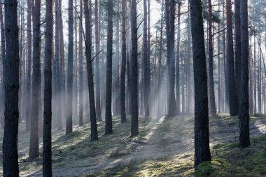 Uzun bir ormanda kış günü. Kar kalıntıları yerde yatar. Sis bulutu yerde ve ağaçların arasında asılı duruyor. Sisi aydınlatan güneş ışığı resim çizgileri oluşturur..