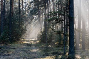 Çam ormanında bir orman yolu. Güneşli bir kış günü. Güneşli sis ağaçların arasında ve yolun üzerinde asılı..