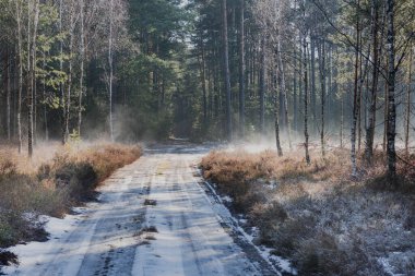 Çam ormanında bir orman yolu. Güneşli bir kış günü. Güneşli sis ağaçların arasında ve yolun üzerinde asılı..