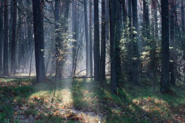Uzun bir ormanda kış günü. Kar kalıntıları yerde yatar. Sis bulutu yerde ve ağaçların arasında asılı duruyor. Sisi aydınlatan güneş ışığı resim çizgileri oluşturur..