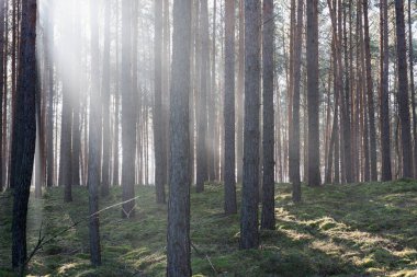 Uzun bir ormanda kış günü. Kar kalıntıları yerde yatar. Sis bulutu yerde ve ağaçların arasında asılı duruyor. Sisi aydınlatan güneş ışığı resim çizgileri oluşturur..