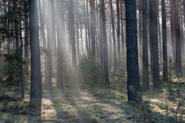 Uzun bir ormanda kış günü. Kar kalıntıları yerde yatar. Sis bulutu yerde ve ağaçların arasında asılı duruyor. Sisi aydınlatan güneş ışığı resim çizgileri oluşturur..