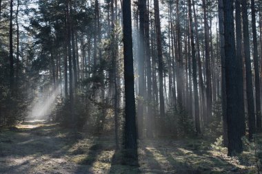 Uzun bir ormanda kış günü. Kar kalıntıları yerde yatar. Sis bulutu yerde ve ağaçların arasında asılı duruyor. Sisi aydınlatan güneş ışığı resim çizgileri oluşturur..