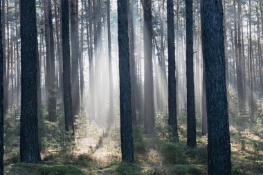 Uzun bir ormanda kış günü. Kar kalıntıları yerde yatar. Sis bulutu yerde ve ağaçların arasında asılı duruyor. Sisi aydınlatan güneş ışığı resim çizgileri oluşturur..